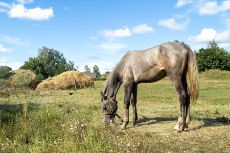 A horse eats grass in a field. A horse on a pasture. A horse grazes on a grassy field.の写真素材