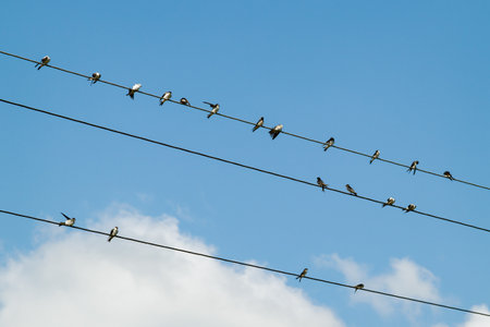 A group of swallows sits on wires. swallows clean their feathers, sleep, watch. barn swallows, adults and chicks. Against the background of the blue sky.の写真素材