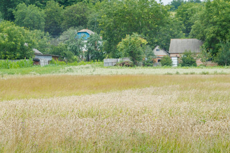 A field of ripe wheat near a rural house in Ukraine. Organic wheat cultivationの写真素材