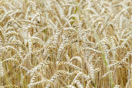 Golden ripe ears of wheat close-up.の写真素材