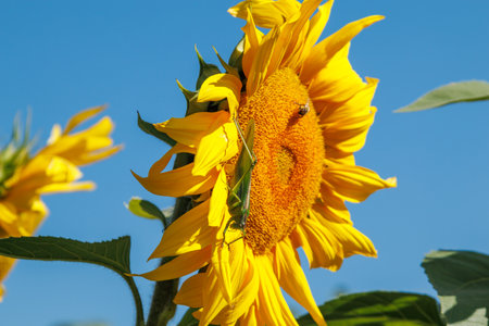 Yellow sunflower in a field against a bright blue sky on a sunny day. Sunflower flower close-up. The sunflower is blooming. A large green locust sits on a blooming sunflower.の写真素材