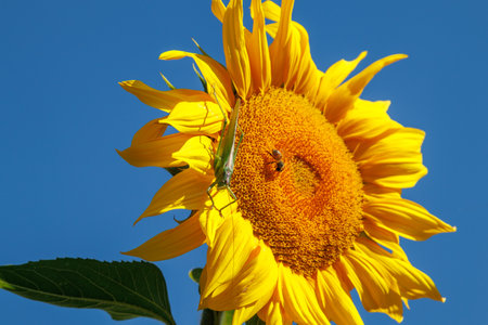 Yellow sunflower in a field against a bright blue sky on a sunny day. Sunflower flower close-up. The sunflower is blooming. A large green locust sits on a blooming sunflower.の写真素材