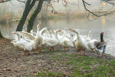White and gray geese flock by the water. Agriculture. Flock of geese near the lake. Agriculture. Domestic geese near the pond.の写真素材