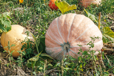 Ripe orange pumpkins on the field in autumn. A large orange pumpkin growing in the gardenの写真素材