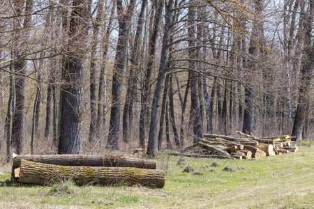 Folding wood logs of the background. A pile of timber by a forest road. The wood was being prepared...