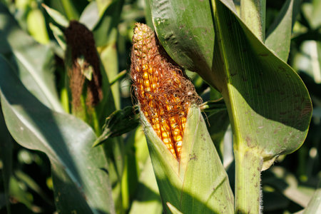 Close up of ears of corn in the field. Selective focus. Corn field close up. Plantation of green corn in the summer agricultural seasonの写真素材