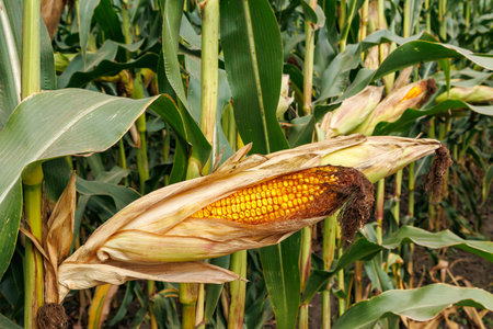 Close up of ears of corn in the field. Selective focus. Corn field close up. Plantation of green corn in the summer agricultural seasonの写真素材