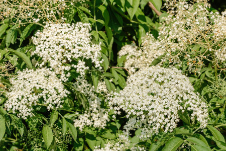 close-up photo of a elder flower in spring season. Spring flowering of elderberries. White elderberry flowers at a bush with green leaves. Blur background. The Elderberry (Sambucus nigra)の写真素材