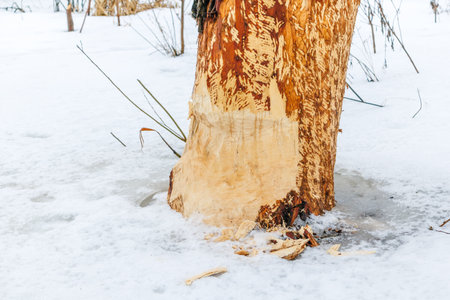 a tree trunk in the snow, gnawed by beavers near the riverの写真素材