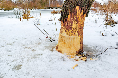 a tree trunk in the snow, gnawed by beavers near the riverの写真素材