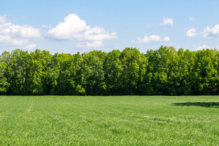 Green wheat field, trees in the background, landscape beautiful sky agricultureの写真素材