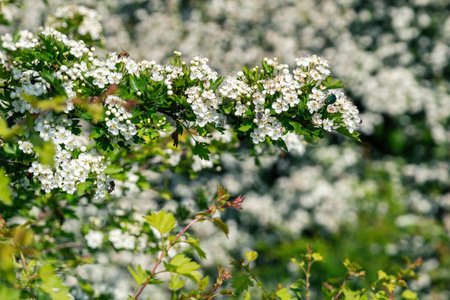 Crataegus monogyna, known as common hawthorn, oneseed hawthorn, or single-seeded hawthorn, is a species of hawthorn native to Europe, northwest Africa and western Asia. It can be an invasive weed.の写真素材