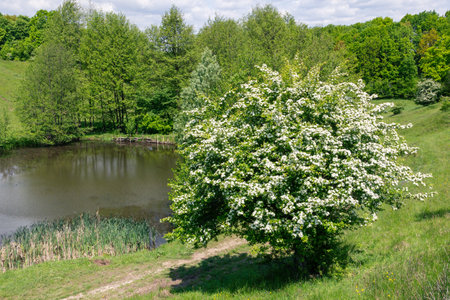 Crataegus monogyna, known as common hawthorn, oneseed hawthorn, or single-seeded hawthorn, is a species of hawthorn native to Europe, northwest Africa and western Asia. It can be an invasive weed.の写真素材