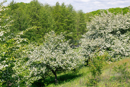 Crataegus monogyna, known as common hawthorn, oneseed hawthorn, or single-seeded hawthorn, is a species of hawthorn native to Europe, northwest Africa and western Asia. It can be an invasive weed.の写真素材