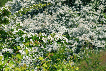 Crataegus monogyna, known as common hawthorn, oneseed hawthorn, or single-seeded hawthorn, is a species of hawthorn native to Europe, northwest Africa and western Asia. It can be an invasive weed.の写真素材