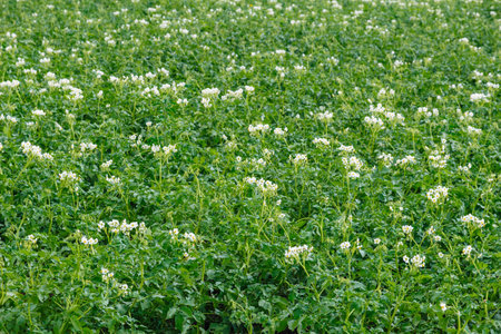 Potato flowers blooming in fieldの写真素材