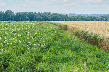 Potato flowers blooming in fieldの写真素材