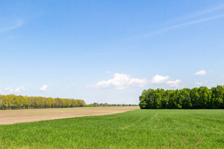 Green wheat field, trees in the background, landscape beautiful sky agricultureの写真素材