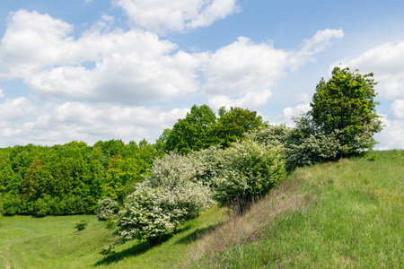 Crataegus monogyna, known as common hawthorn, oneseed hawthorn, or single-seeded hawthorn, is a species of hawthorn native to Europe, northwest Africa and western Asia. It can be an invasive weed.の写真素材