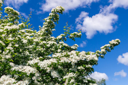 Crataegus monogyna, known as common hawthorn, oneseed hawthorn, or single-seeded hawthorn, is a species of hawthorn native to Europe, northwest Africa and western Asia. It can be an invasive weed.の写真素材