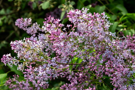 Terry blooming lilac on a summer day. Bushes of blooming lilac in spring in garden.の写真素材