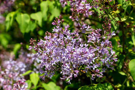 Terry blooming lilac on a summer day. Bushes of blooming lilac in spring in garden.の写真素材