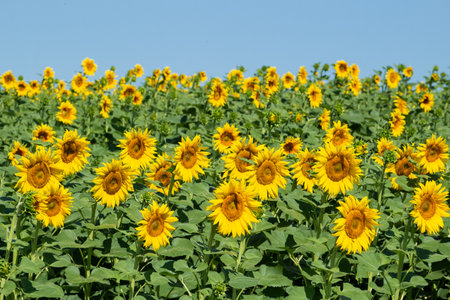 Spring landscape, field of beautiful golden sunflowers, blue sky and white clouds in the backgroundの写真素材