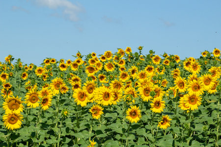 Spring landscape, field of beautiful golden sunflowers, blue sky and white clouds in the backgroundの写真素材