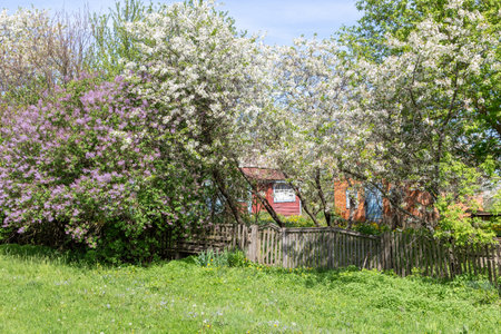 flowering trees in the village, rural lodges among flowering gardens.の写真素材