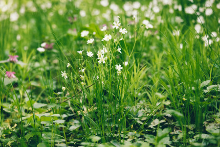 Chickweed lanceolate (Stellaria holostea L.). White spring flowers in the forest, the beauty of medicinal herbs.の写真素材