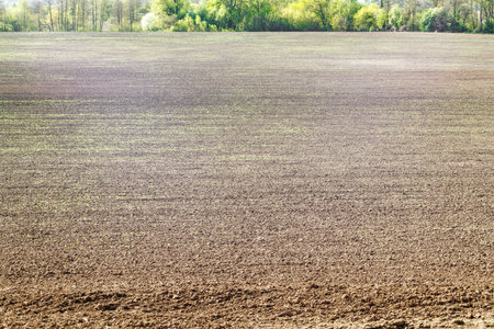 A freshly plowed and sown agricultural field at the beginning of the spring season. The surface of the soil prepared for agricultural land. Agricultureの写真素材