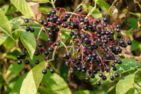Sambucus nigra berries are shown with green leaves. Use the healing properties of elderberries for...