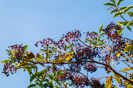 Bunches of black elderberry on a bush with green leaves against a blue sky. The berries of the black elderberry (Sambucus nigra) are depicted with green leaves.の写真素材