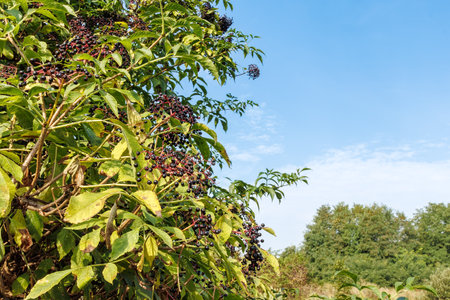 Sambucus nigra berries are shown with green leaves. Use the healing properties of elderberries for natural remedies. Enjoy the vitamin-rich berries of the seasonal harvestの写真素材