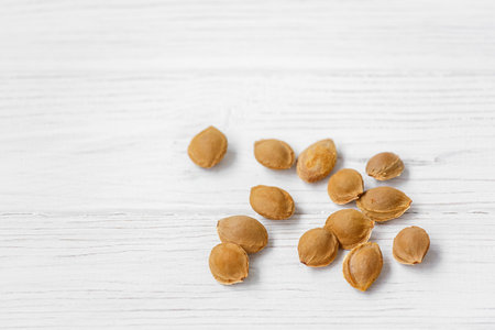 Apricot pits lie on a light background. Inside each apricot stone is a small treasure in the form of kernels. They are rich in minerals, proteins and contain a substance called amygdalinの写真素材