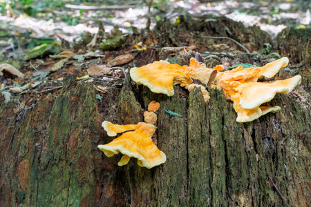 A close-up of a cluster of sulfur-yellow mushrooms sprouting from the base of a tree.の写真素材
