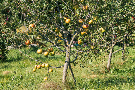 A young tree with ripe apples hanging from a branch decorated with green leaves.