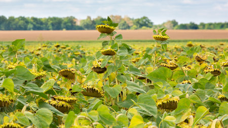 Close-up of dried ripe sunflowers. A field of sunflowers, their heavy heads ripened with seeds. Dried plants in a sunflower field in anticipation of the harvest of field crops.の写真素材