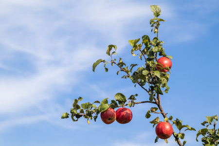 Red apples grows on a branch among the green foliage against a blue sky.の写真素材