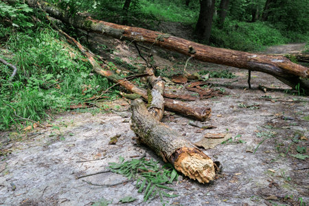 One large fallen tree lies on a forest path in the forest. A broken tree fell on the road among the trees in nature in the forest.の写真素材