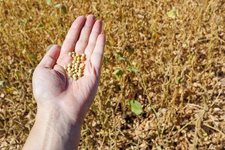 Close up of soybeans in human hand. A farmer's hand holds ripe soybean pods in a cultivated field. Soybean harvest in the field. The concept of a bountiful harvestの写真素材