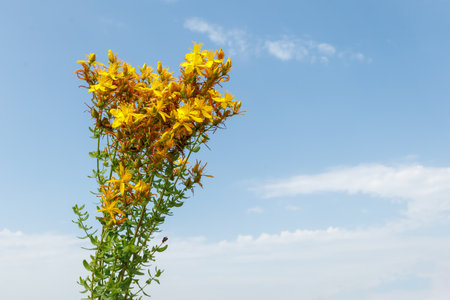 St. John's wort flowers against the background of blue sky, Hypericum calycinum.の写真素材