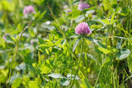 Pink clover flower close-up. Trifolium pratense. Dark pink flowers bloom. Close-up of wild red...