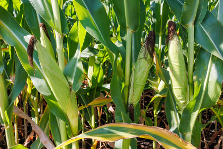 Corn field close up. Green corn in the summer agricultural season