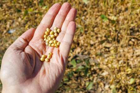 Close up of soybeans in human hand. A farmer's hand holds ripe soybean pods in a cultivated field. Soybean harvest in the field. The concept of a bountiful harvestの写真素材