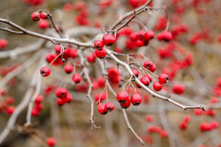 Red hawthorn berries grow on a bush in nature. Crataegus monogyna. Branches with leaves and red...
