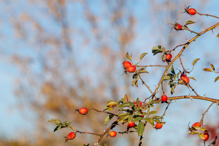 Red rosehip berries on branches. A beautiful photo of a rose hip in a city park against a blue sky. Ripe rose hips hanging on the bushの写真素材