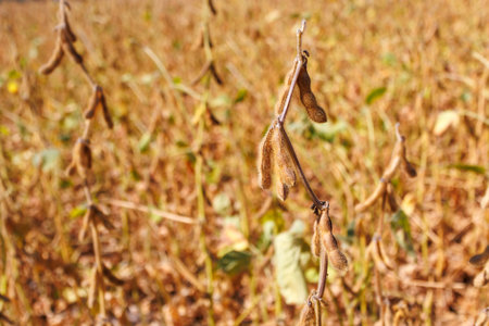 Yellow hairy soybean pods ripen in a soybean field, close-up. Soybean field close-up. Soybean harvest in the field. The concept of a bountiful harvestの写真素材