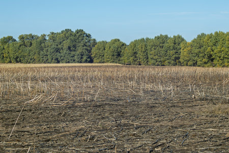Remains of stalks in a field after harvest with a forest in the background. Agricultural landscape. Crop and agriculture concept. Design for poster, wallpaper, background or header.の写真素材