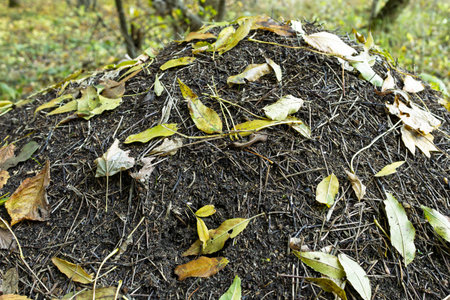 An ant hill in a forest, covered with fallen autumn leaves, blending into the natural woodland environment, highlighting the harmony of nature.の写真素材